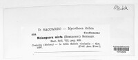 Melampsora epitea image
